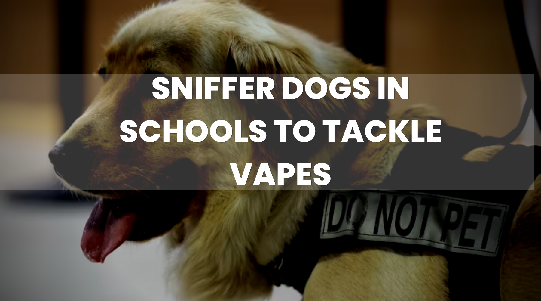 City of Norwich School to Call in Sniffer Dogs to Tackle Vapes
